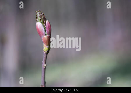 Maple leaf coming out of the bud. Very young fresh maple leaf in spring forest closeup (Acer platanoides). Selective focus, blurred background. Stock Photo