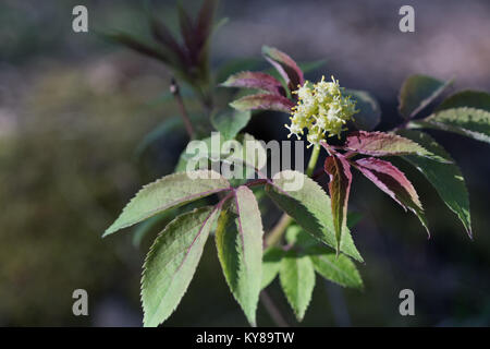 Young leaves and flowers elderberry (sambucus) in the spring. Closeup, blurred background, selective focus. Stock Photo