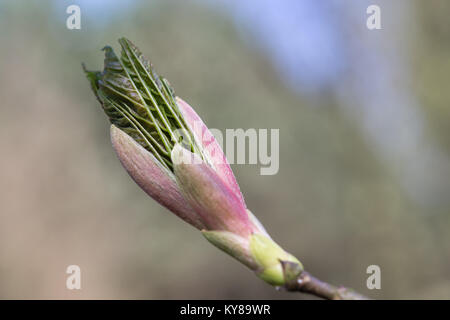 Maple leaf coming out of the bud. Very young fresh maple leaf in spring forest closeup (Acer platanoides). Selective focus, blurred background. Stock Photo