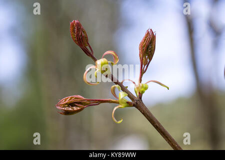 Maple leaves coming out of the buds. Very young fresh maple leaves in spring forest closeup (Acer platanoides). Selective focus, blurred background. Stock Photo
