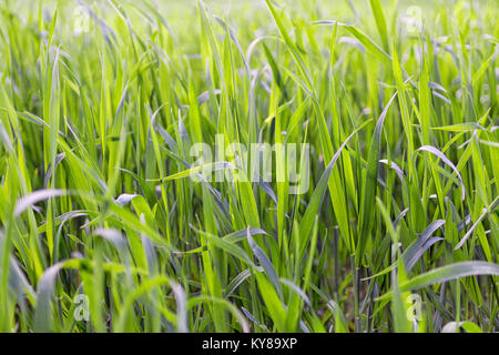 Green grass close up selective focus. Natural background Stock Photo