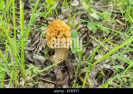 Mushroom Morchella esculenta (common morel, morel, yellow morel, true morel, morel mushroom, sponge morel) closeup in forest. Spring, May, Poland. Stock Photo