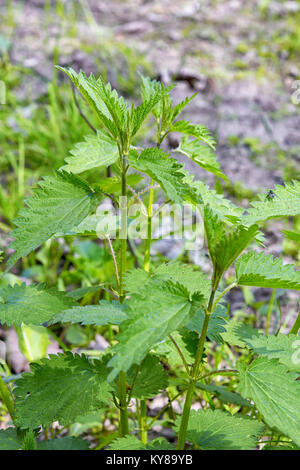 Green leaves of stinging nettles  (Urtica dioica) in nature. Bed of nettles. Stock Photo
