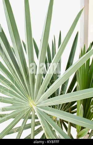 Close up detail of grey frond of a young Bismarck Palm Stock Photo