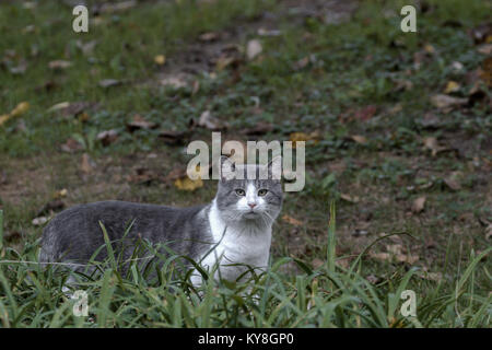 White and grey feral cat in a field. Stock Photo