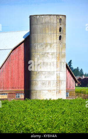 Barn with silo in front of it and crop growing in the field. A tiny portion of the farmhouse is just behind the barn. Stock Photo