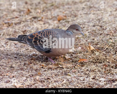 Oriental turtle-dove, Streptopelia orientalis, single bird on ground, South Korea, January 2018 Stock Photo