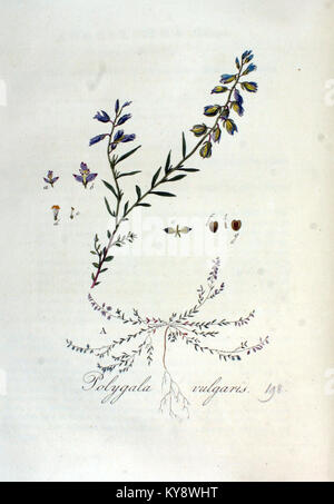 Polygalaceae Polygala vulgaris, known as the common milkwort, is a herbaceous ...