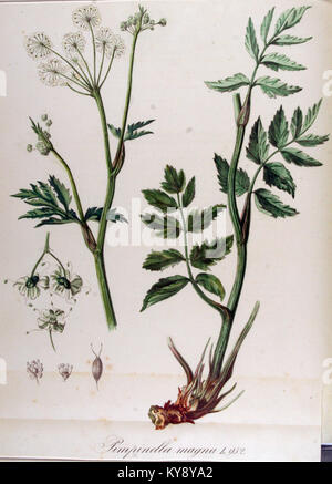 Pimpinella magna — Flora Batava — Volume v12 Stock Photo