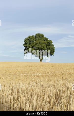 English Oak (Quercus robur)  tree, standing in field of ripe barley, West Yorkshire, England, July Stock Photo