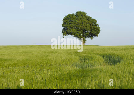 English Oak (Quercus robur)  tree, standing in field of unripe barley, West Yorkshire, England, May Stock Photo