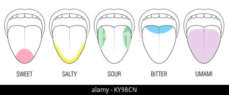Human tongue with five taste areas - bitter, sour, sweet, salty and umami perception - colored division with zones of different taste buds. Stock Photo