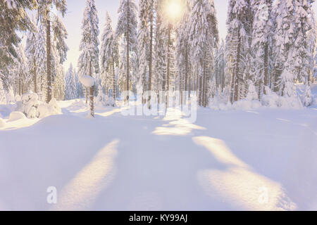 Coniferous forest illuminated by the sun in foggy winter day. Trees covered by fresh snow Stock Photo