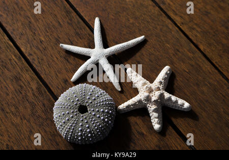 Sea urchin and starfish on wooden background Stock Photo