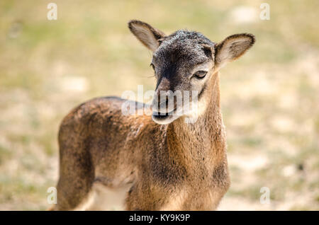 Baby deer cute in a safari trip with a nice expression Stock Photo