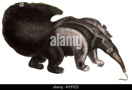 Natural history of the animal kingdom for the use of young people (Plate XV) (Myrmecophaga tridactyla) Stock Photo