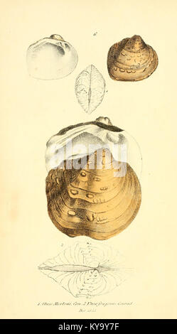 Unionidae Shell An illustration from 'Monography of the family Unionidæ' depicting ...