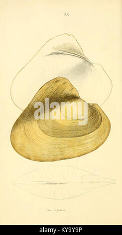 Unionidae Shell Illustration from the Unionidæ monograph showing detailed shell and ...