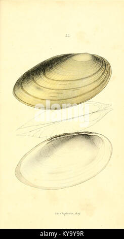 Unionidae Shell Illustration from a monograph of the Unionidæ family, showing ...