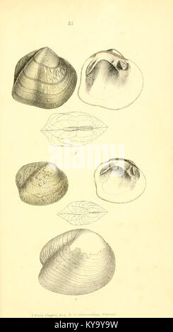 Unionidae Shell Illustration from a monograph of the Unionidæ family, showing ...