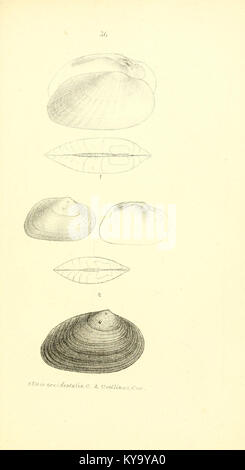 Unionidae Shell Illustration from the Unionidæ monograph showing detailed shell and ...