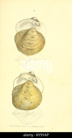 Unionidae Shell Illustration from a monograph of the Unionidæ family, showing ...