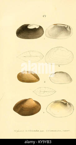Unionidae Shell Illustration from the Unionidæ monograph showing detailed shell and ...