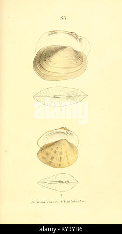 Unionidae Shell Illustration from the Unionidæ monograph showing detailed shell and ...