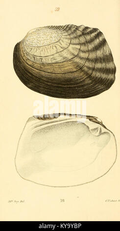 Extinct Barnacles This zoological illustration showcases a variety of marine creatures ...
