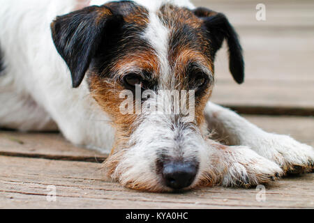 Tired dog after walking - Sad dog - Fox terrier portrait Stock Photo