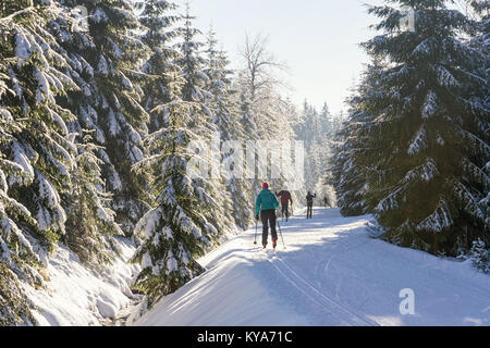 Cross-country skiers runns along groomed ski trail. Road in mountains at winter sunny day. Trees covered with hoarfrost. Jizera Mountains, Czechia. Stock Photo