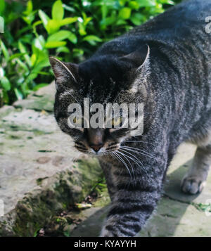 A close-up shot of a domestic cat walking in its typical suspicious way. Stock Photo
