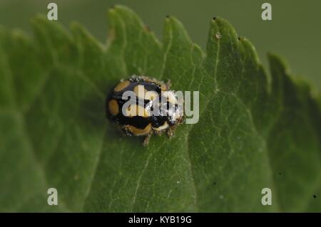 Fourteen-spot Ladybird - 14-spot Ladybird - P-14 (Propylea quatuordecimpunctata) adult on a leaf in summer Stock Photo