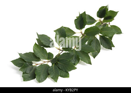 Beech branch  isolated on white background Stock Photo