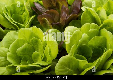 Fresh green Salad bush  background Stock Photo