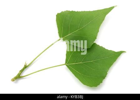 Green poplar leaves  isolated on white background Stock Photo