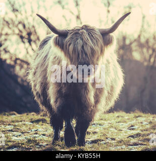 A Scottish Highland Cow In The Winter Frost Stock Photo