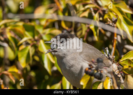 Black cap, (Sylvia atricapilla), male eating Common Ivy berries Stock Photo