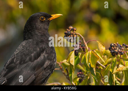 Blackbird (Turdus merula), male with Pasture tick eating Common Ivy berries Stock Photo