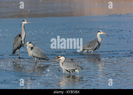 Grey heron (Ardea cinerea) eating European Perche Stock Photo