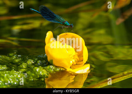 Banded Demoiselle (Calopteryx splendens), male on flower from Yellow Water-lily (Nuphar lutea) Stock Photo