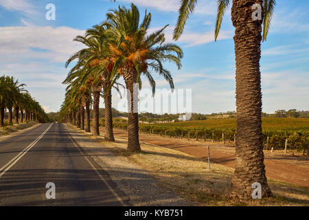 The famous Seppeltsfield road surrounded by vineyard and palms, Australia, South Australia, Barossa Valley Stock Photo