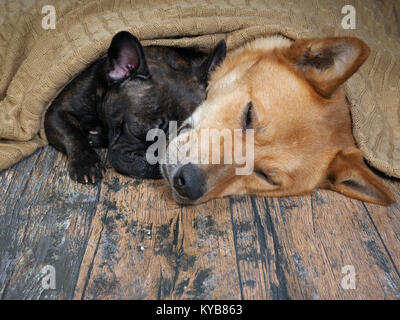 Huge red dog and a little black bulldog. Animals cozy sleeping together under a knitted blanket Stock Photo