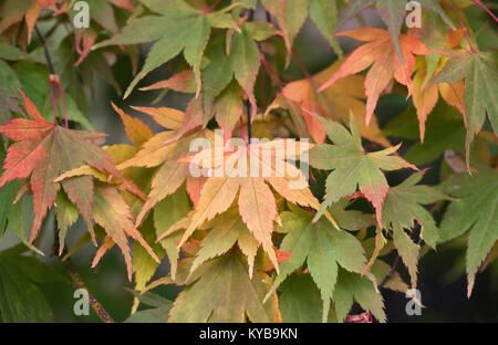 Acer palmatum 'Killarney' leaves in Autumn. Stock Photo