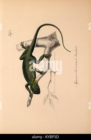 A scientific illustration depicting new vertebrates added to the fauna ...
