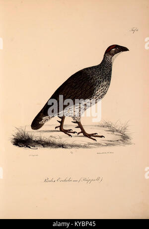 Study detailing the discovery and classification of new vertebrate ...