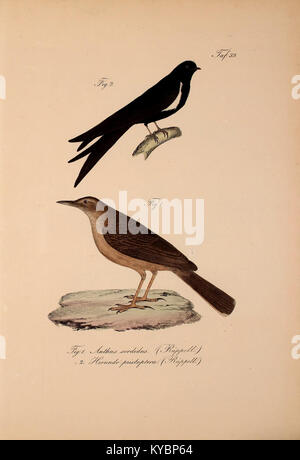 Study detailing the discovery and classification of new vertebrate ...
