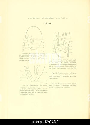 This anatomical image shows the ear cartilage and outer ear of mammals, illustrating structural features relevant to the study of hearing and ear morphology. Stock Photo