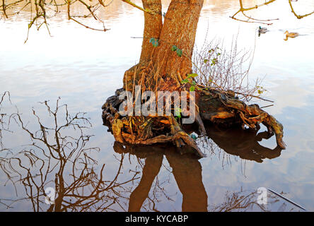 Exposed tree roots in water at the edge of Salhouse Broad on the Norfolk Broads at Salhouse, Norfolk, England, United Kingdom, Europe. Stock Photo