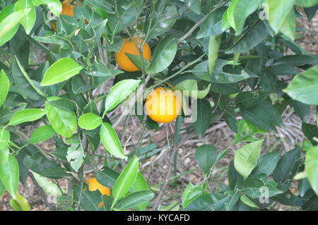 Orange tree with fruit on in small rural garden ,island Losinj by daylight,Croatia Stock Photo